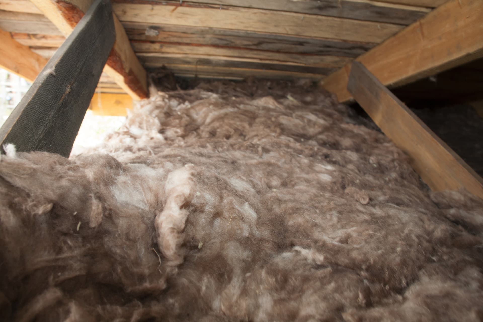 Fluffy brown sheep wool insulation fills a wooden attic space, showcasing sustainable building materials in the blown-in insulation vs batts comparison